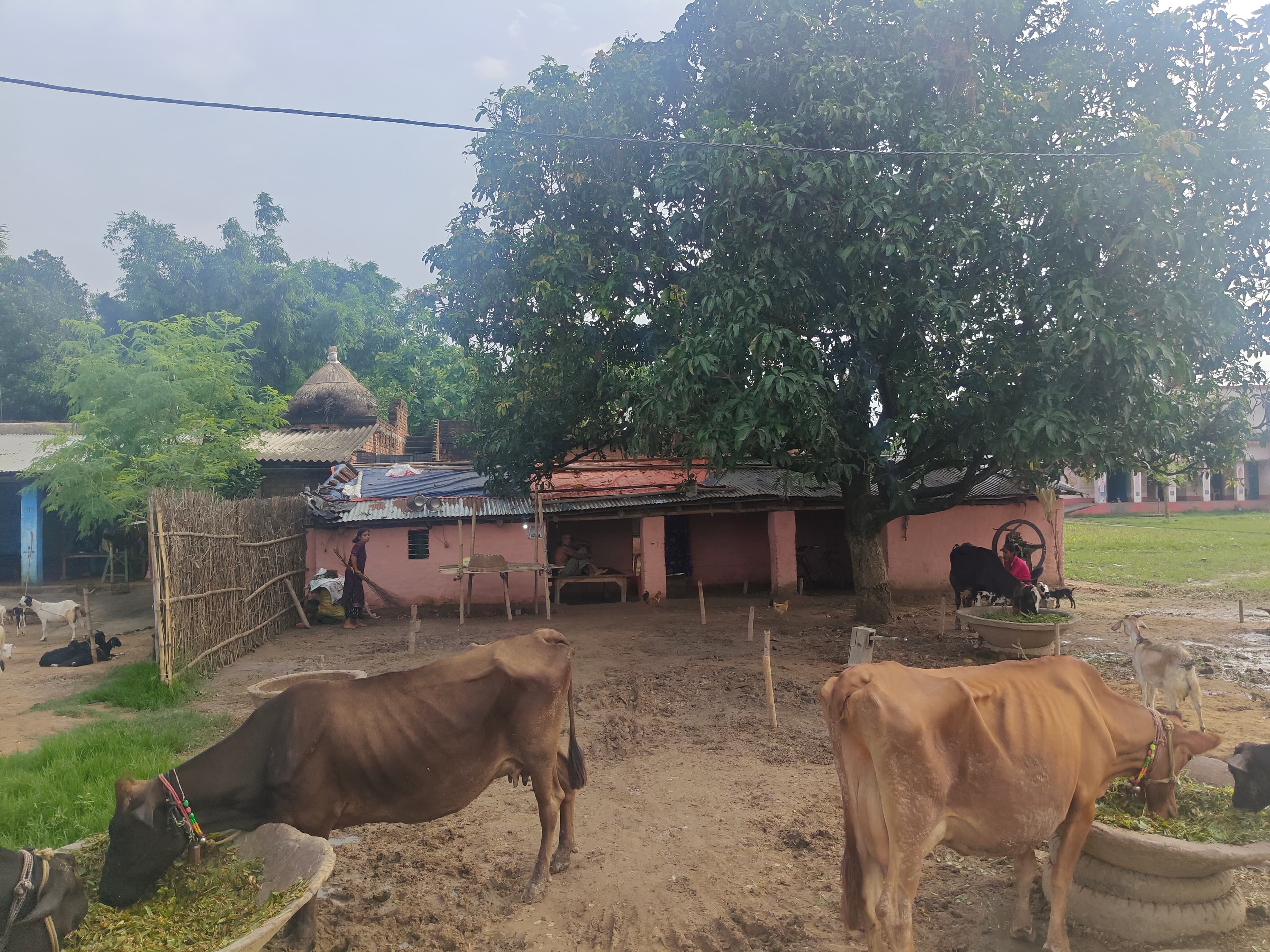 Sila Devi's home in Sidhari, Pirpainti block.
